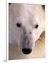 Polar bear-Kevin Schafer-Framed Photographic Print