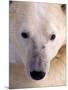 Polar bear-Kevin Schafer-Mounted Photographic Print