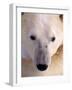 Polar bear-Kevin Schafer-Framed Photographic Print