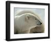 Polar Bear-George Lepp-Framed Photographic Print