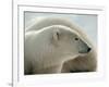 Polar Bear-George Lepp-Framed Photographic Print