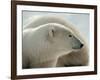 Polar Bear-George Lepp-Framed Photographic Print