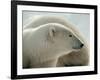 Polar Bear-George Lepp-Framed Photographic Print