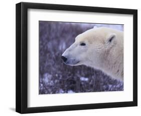 Polar Bear-DLILLC-Framed Photographic Print