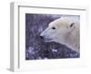 Polar Bear-DLILLC-Framed Photographic Print