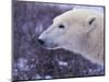Polar Bear-DLILLC-Mounted Photographic Print