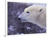 Polar Bear-DLILLC-Framed Photographic Print