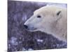 Polar Bear-DLILLC-Mounted Photographic Print