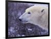 Polar Bear-DLILLC-Framed Photographic Print