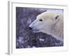 Polar Bear-DLILLC-Framed Photographic Print