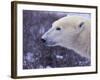 Polar Bear-DLILLC-Framed Photographic Print