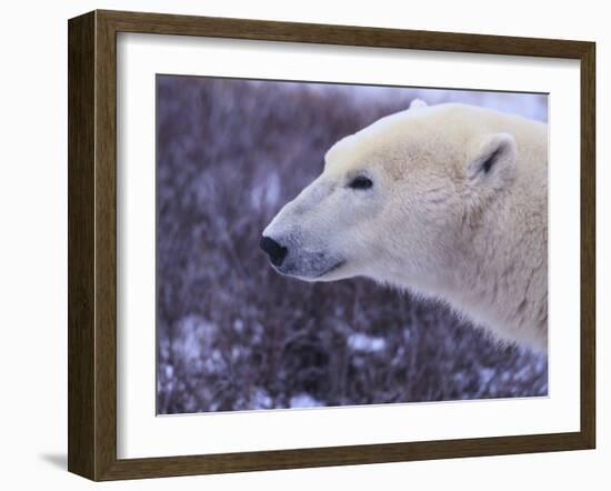 Polar Bear-DLILLC-Framed Photographic Print