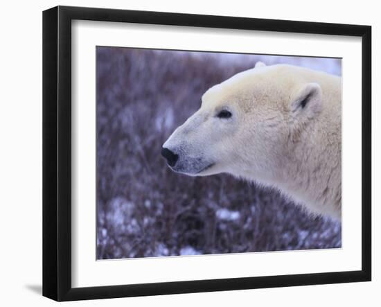 Polar Bear-DLILLC-Framed Photographic Print