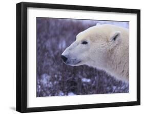 Polar Bear-DLILLC-Framed Photographic Print