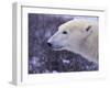 Polar Bear-DLILLC-Framed Photographic Print