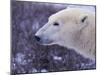 Polar Bear-DLILLC-Mounted Photographic Print