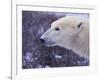 Polar Bear-DLILLC-Framed Photographic Print