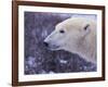 Polar Bear-DLILLC-Framed Photographic Print