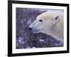 Polar Bear-DLILLC-Framed Photographic Print