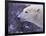 Polar Bear-DLILLC-Framed Photographic Print