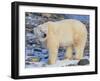 Polar Bear-DLILLC-Framed Photographic Print