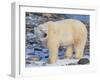 Polar Bear-DLILLC-Framed Photographic Print