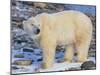 Polar Bear-DLILLC-Mounted Photographic Print