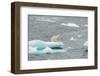 Polar Bear-DLILLC-Framed Photographic Print