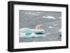 Polar Bear-DLILLC-Framed Photographic Print