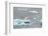 Polar Bear-DLILLC-Framed Photographic Print