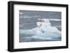 Polar Bear-DLILLC-Framed Photographic Print