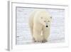 Polar Bear-AndreAnita-Framed Photographic Print