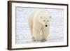 Polar Bear-AndreAnita-Framed Photographic Print