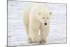 Polar Bear-AndreAnita-Mounted Photographic Print