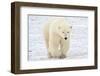 Polar Bear-AndreAnita-Framed Photographic Print