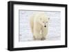 Polar Bear-AndreAnita-Framed Photographic Print