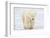 Polar Bear-AndreAnita-Framed Photographic Print