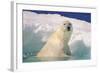 Polar Bear-null-Framed Photographic Print