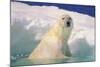 Polar Bear-null-Mounted Photographic Print