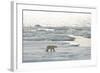 Polar Bear-null-Framed Photographic Print