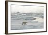 Polar Bear-null-Framed Photographic Print