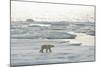 Polar Bear-null-Mounted Photographic Print