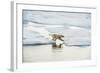 Polar Bear-null-Framed Photographic Print