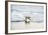 Polar Bear-null-Framed Photographic Print