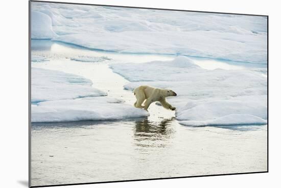 Polar Bear-null-Mounted Photographic Print