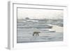 Polar Bear-null-Framed Photographic Print