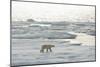 Polar Bear-null-Mounted Photographic Print