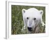 Polar Bear-null-Framed Photographic Print