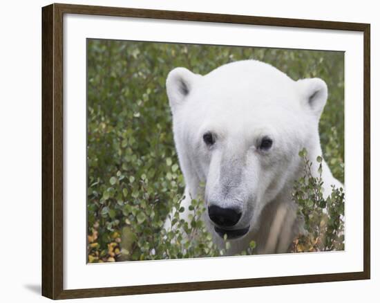 Polar Bear-null-Framed Photographic Print