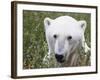 Polar Bear-null-Framed Photographic Print